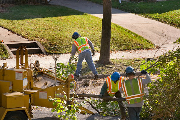 Reliable Stonewall, LA Tree Service Solutions